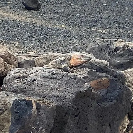 Numancia1-2b Las Palmas