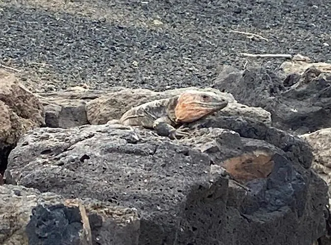 Numancia1-2b Лас-Пальмас-де-Гран-Канария